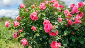 How long does it take for ground cover roses to spread?