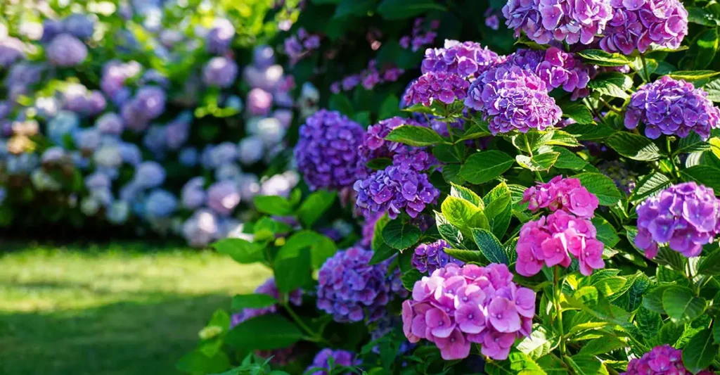 Maintenance and Troubleshooting  Purple Plants