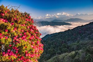 Planning Your Rhododendron Landscape