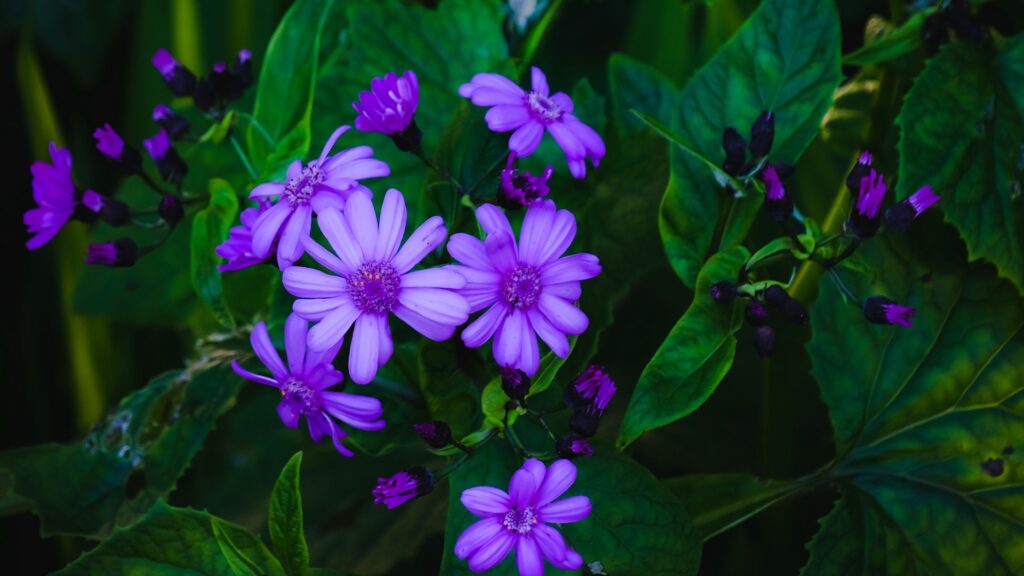 The Allure of Purple Plants