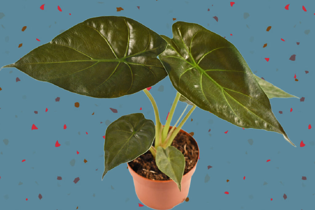 Understanding Alocasia Wentii
