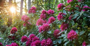 What Are Rhododendrons?