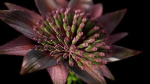 What is Astrantia?