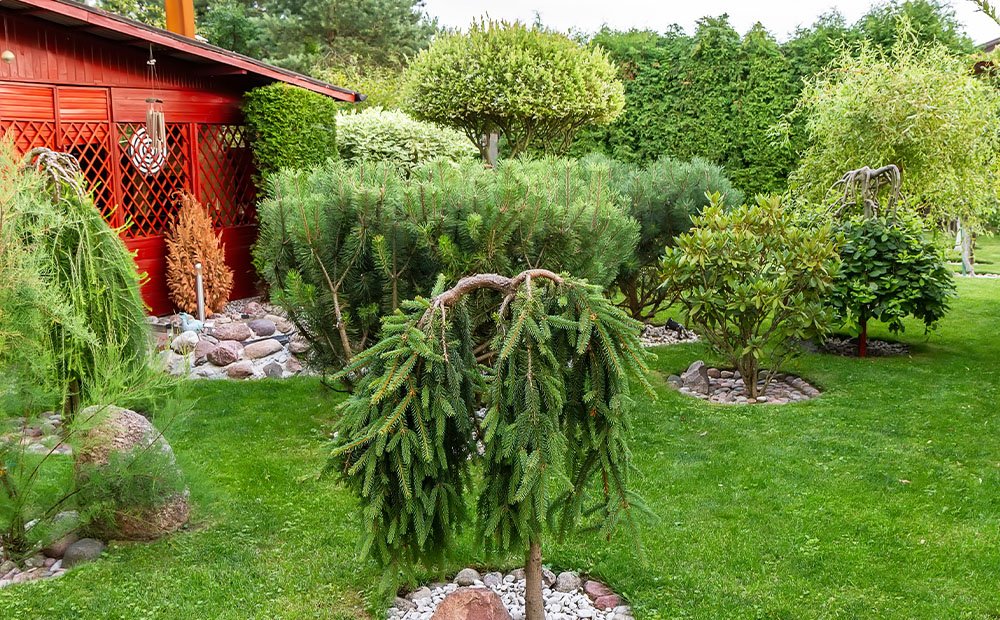 Why Choose Decorative Trees?