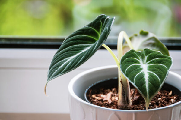 alocasia wentii
