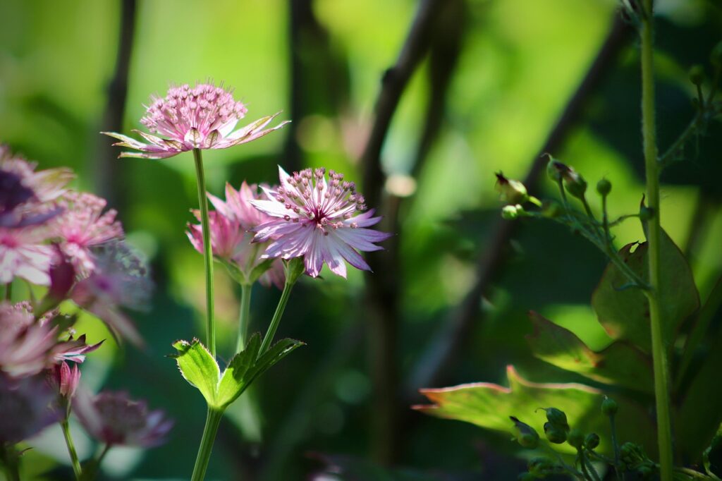 astrantia