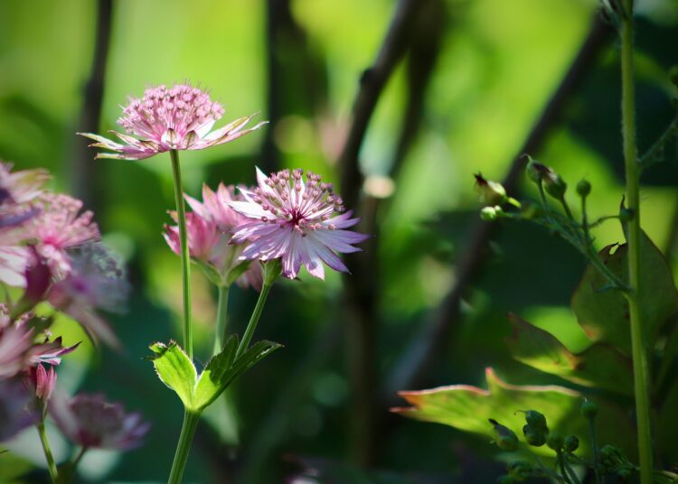 astrantia