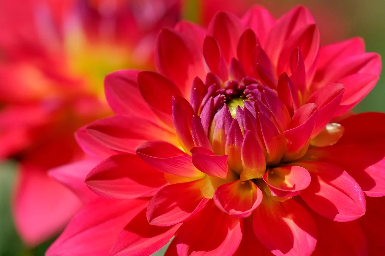 dahlia red