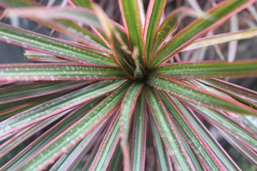 is a red edge dracaena anuall perrinial biennial