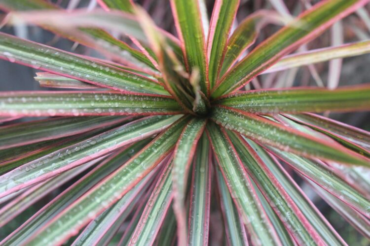 is a red edge dracaena anuall perrinial biennial