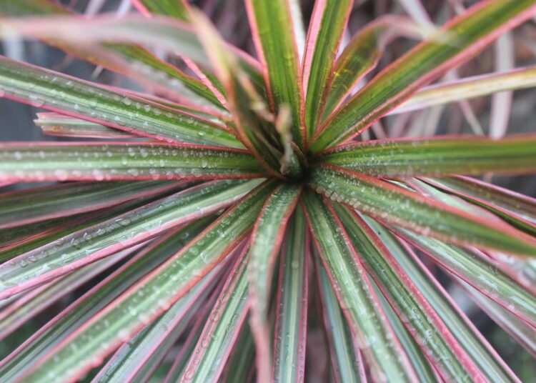 is a red edge dracaena anuall perrinial biennial