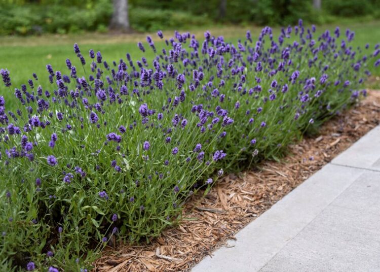 is lavender ground cover