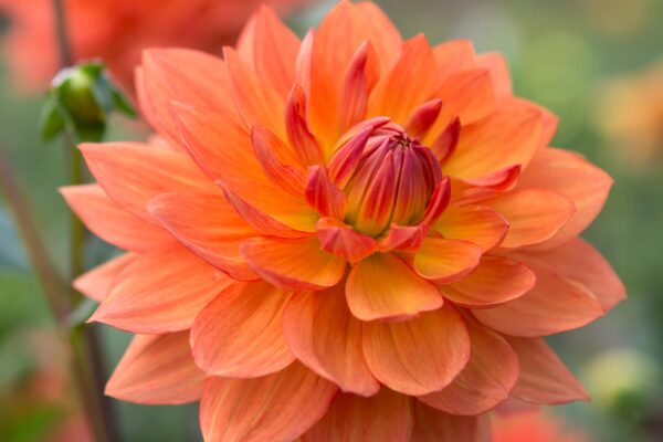 orange dahlia