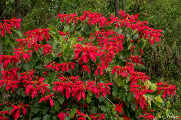 poinsettia tree
