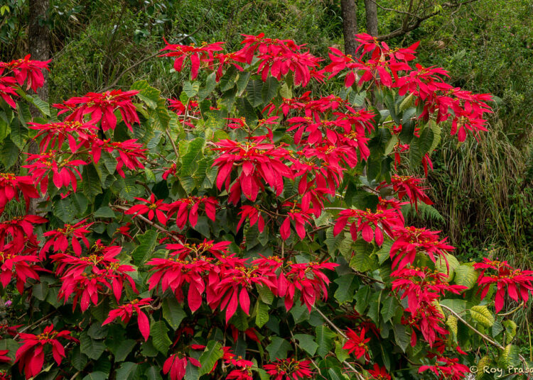 poinsettia tree