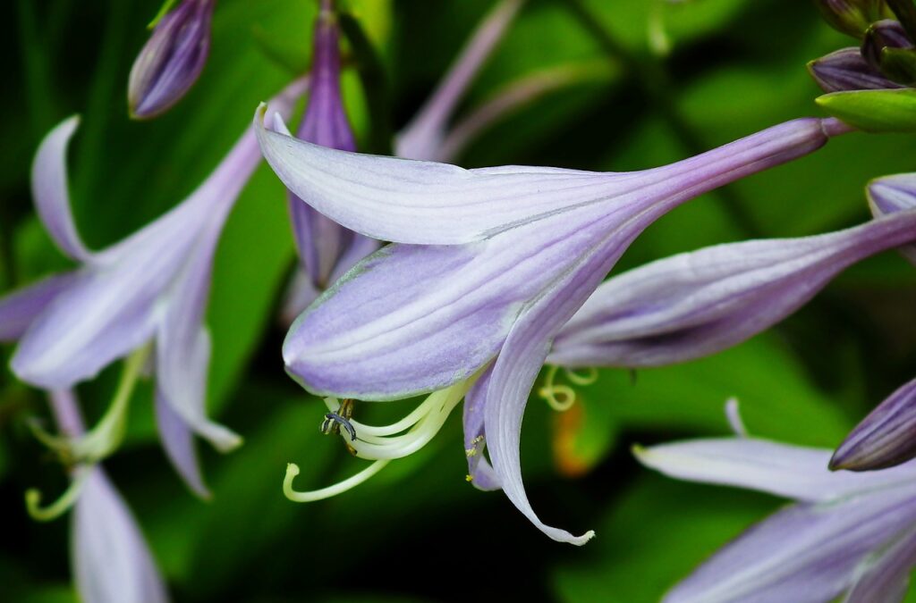 purple hosta