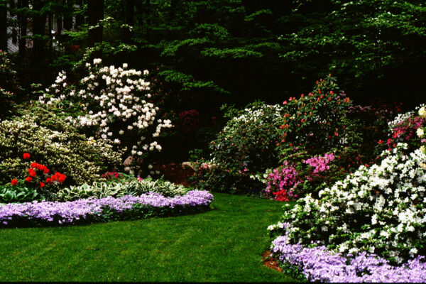 rhododendron landscaping uses