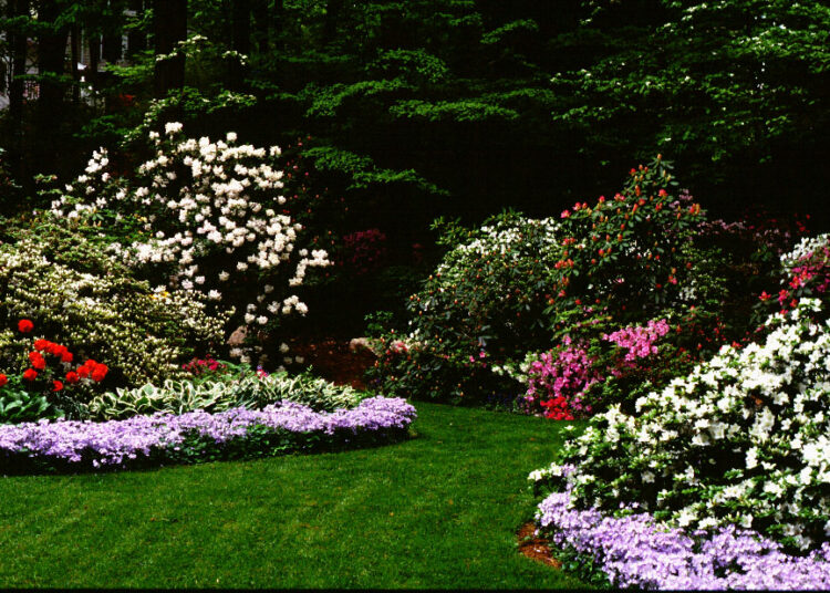 rhododendron landscaping uses