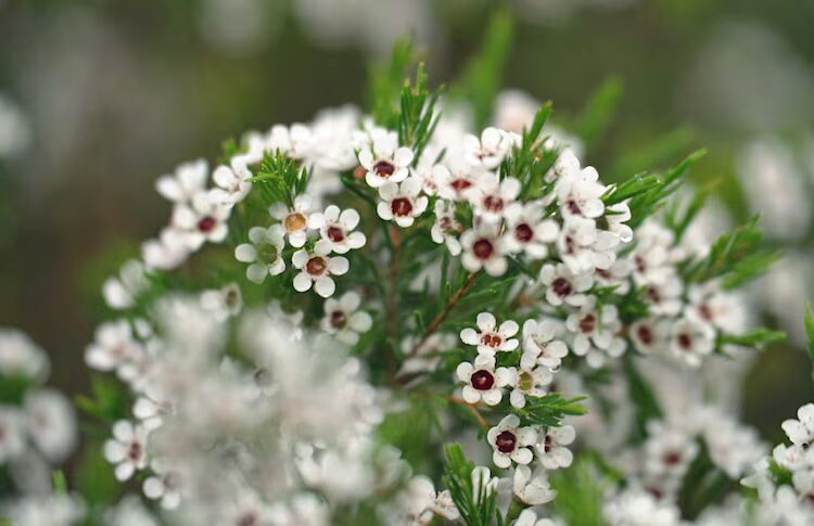 wax flowers