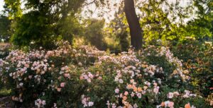 What Is the Ground Cover of a Rose?