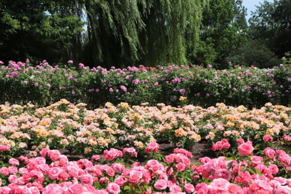 what is the ground cover of a rose