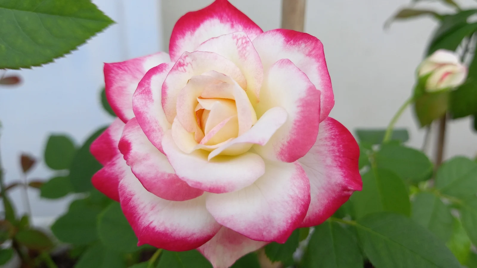 whats the reason of classifacation for hybrid tea rise