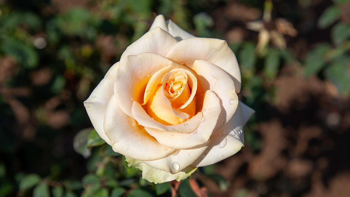 Notable Rose Varieties and Their Shapes