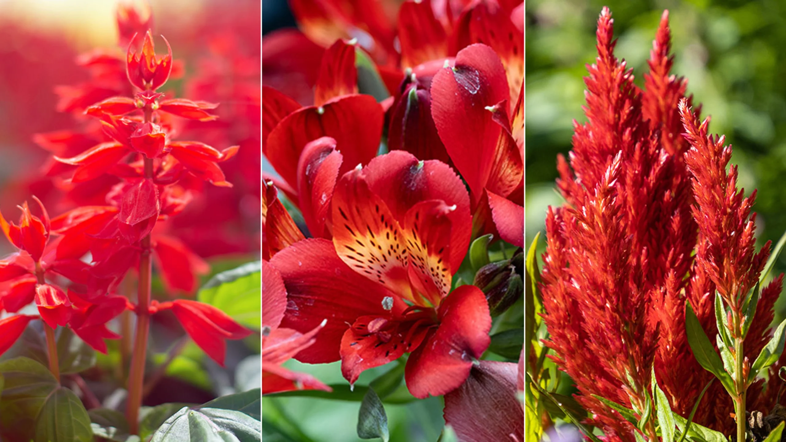 Popular Red Flowers for Gardens