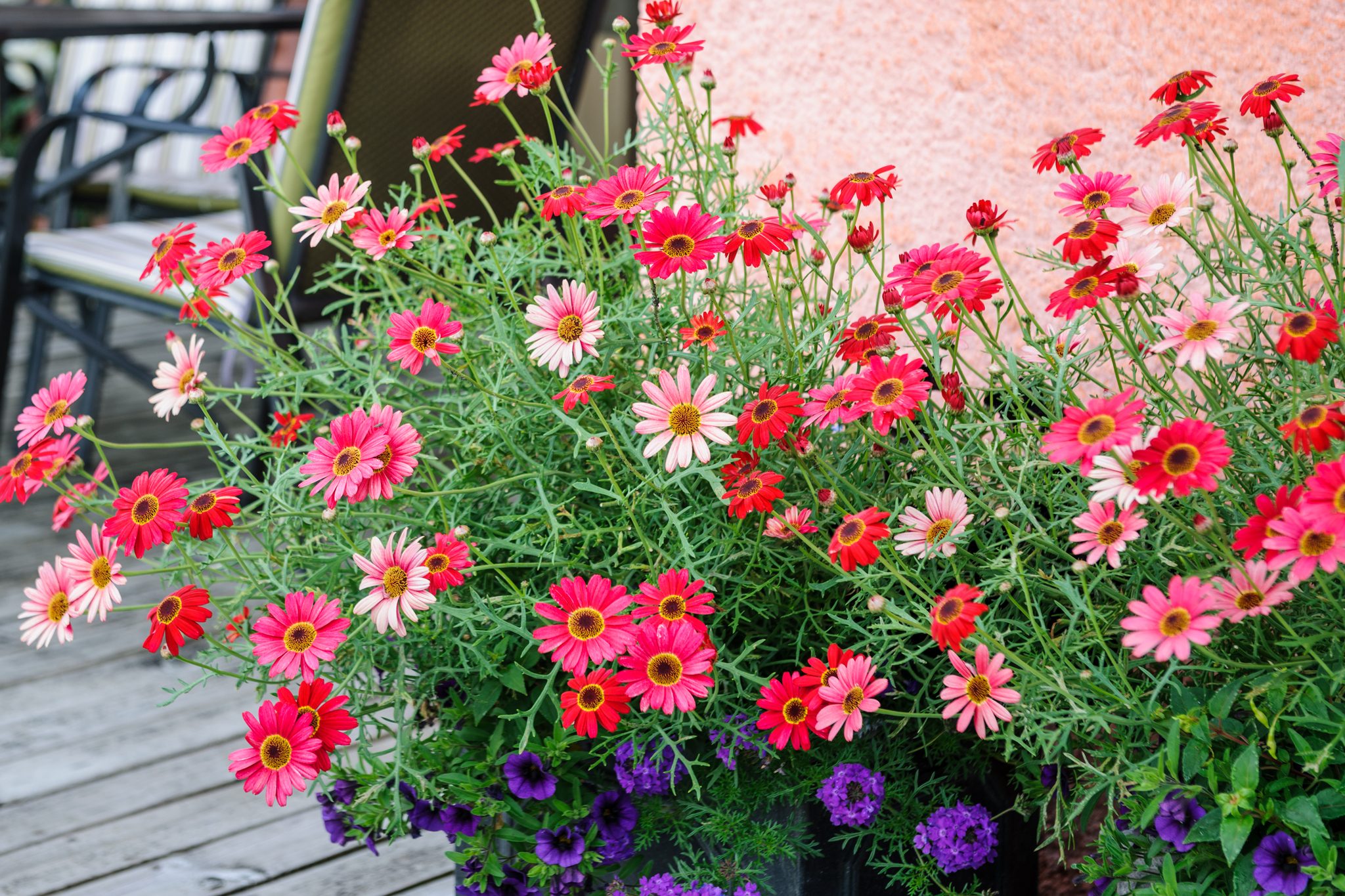 What Are Bedding Plants?