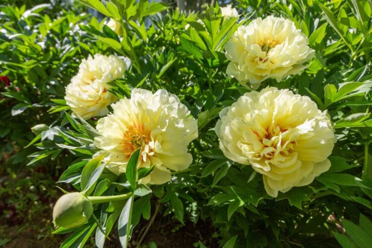 are peonies focal point plants