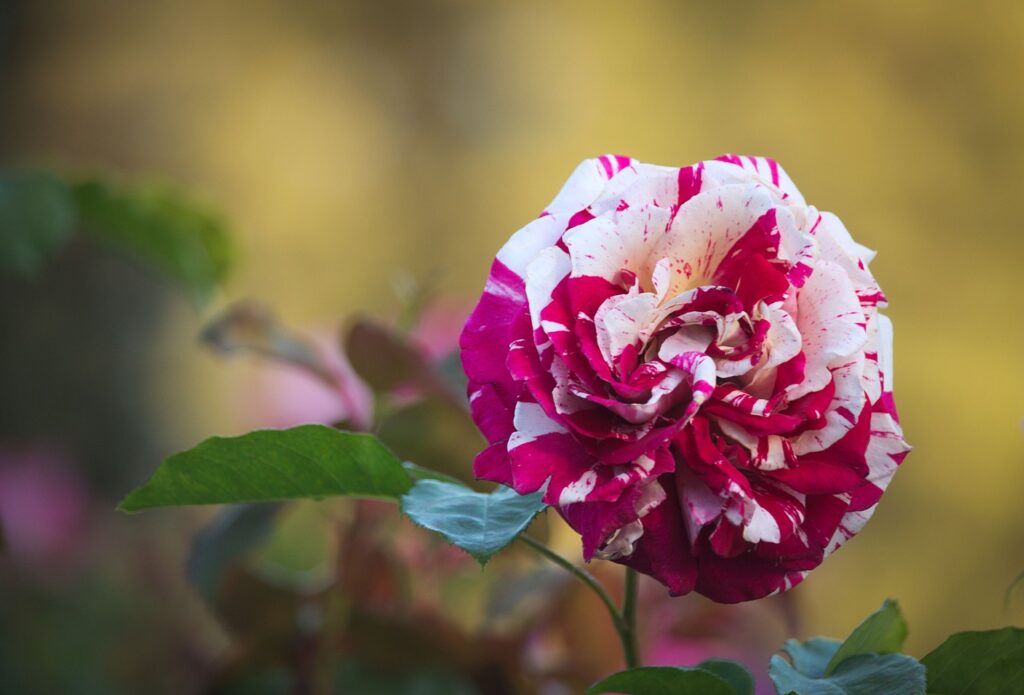 average shape for a rose