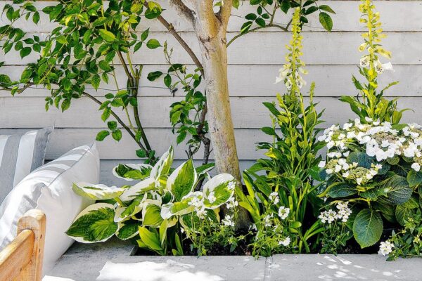 can bedding plant be on top trees