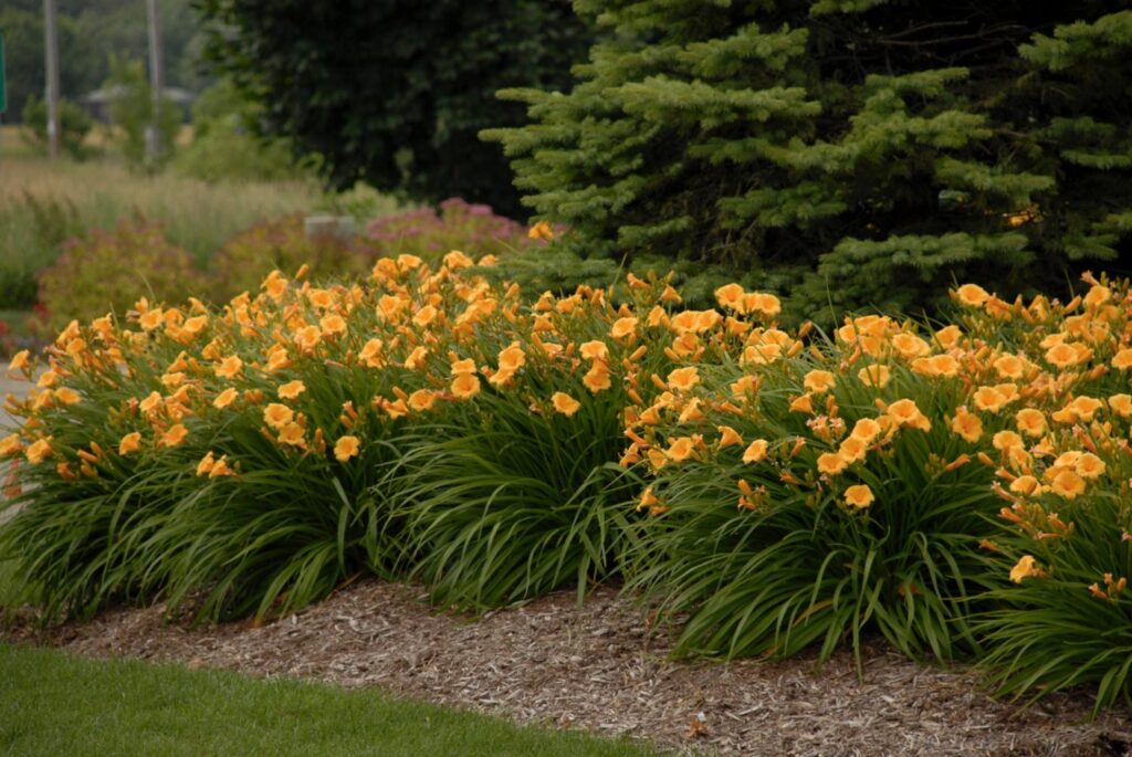 do daylilies use ground cover