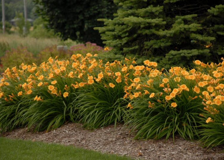 do daylilies use ground cover