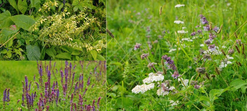 do salvias have taproot