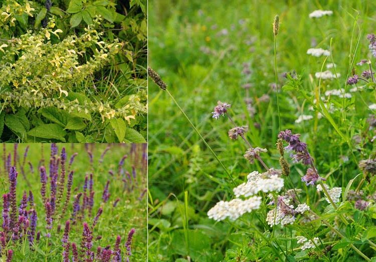 do salvias have taproot