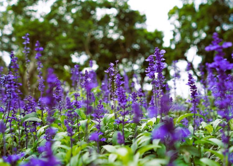 do salvias have taproots