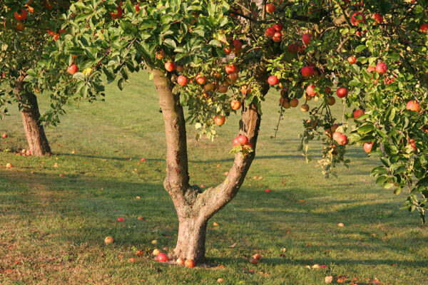 how long does an apple tree take to grow