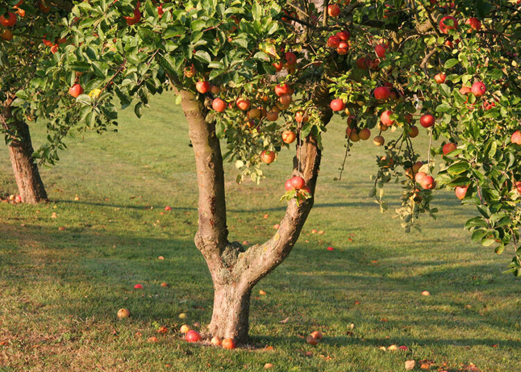 how long does an apple tree take to grow