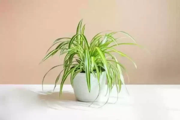 is a sider plants a perennial biennial or annual