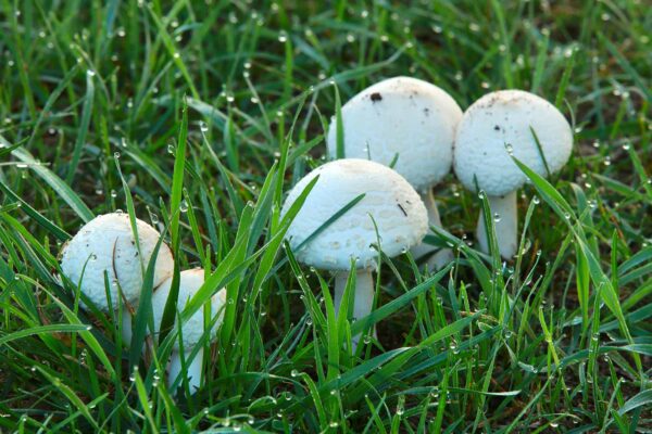 lawn mushroom identification pictures