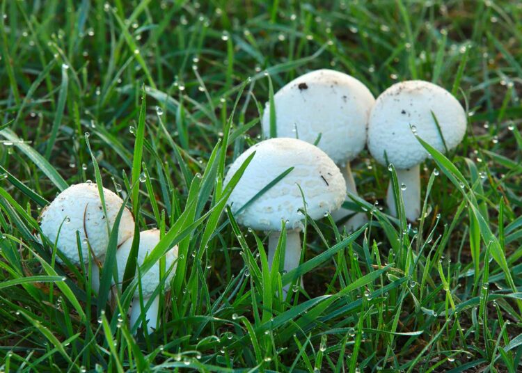 lawn mushroom identification pictures