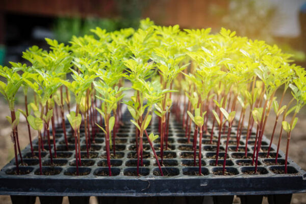 marigold seedling