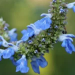 problems with salvias