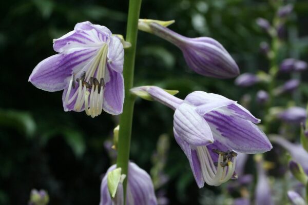 purple hostas