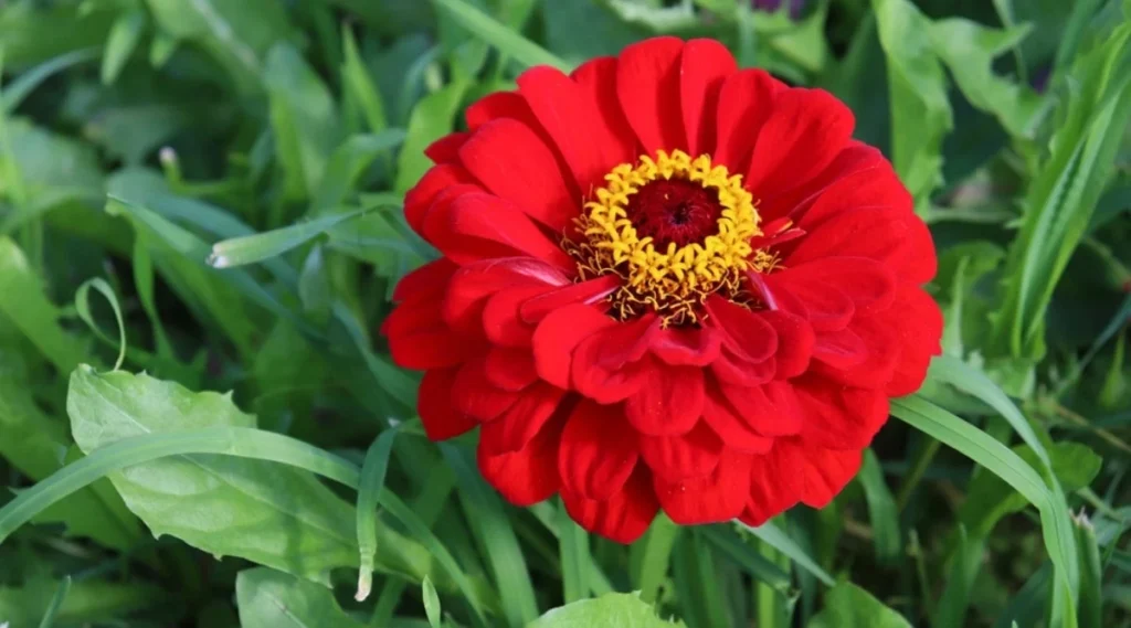 red color flower