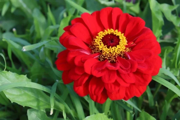 red color flower