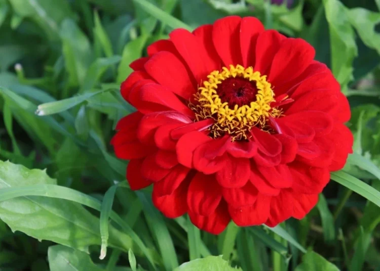 red color flower