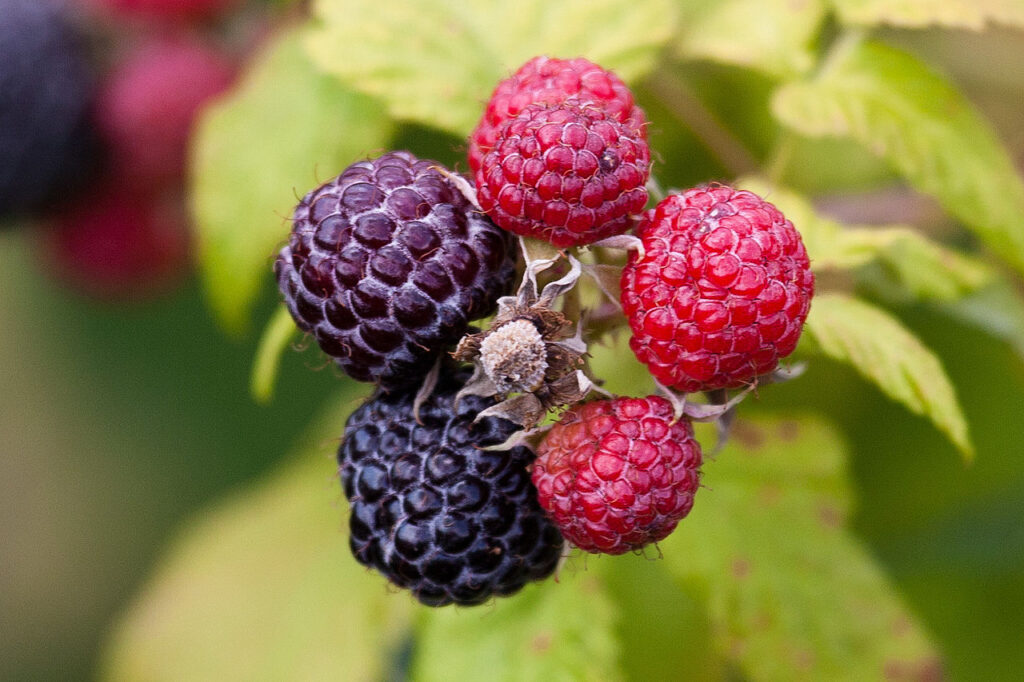 rubus loganobaccus