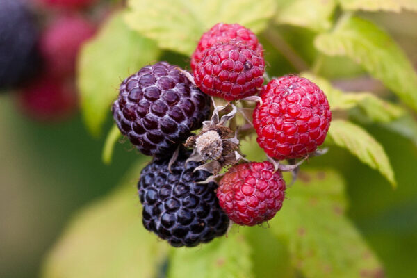 rubus loganobaccus